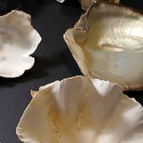 Iridescent Abalone Shell - Picture 15 of 15